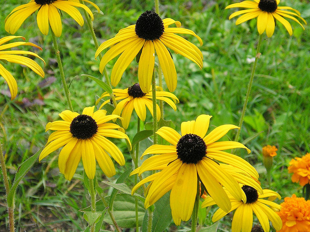 Rudbeckia Fulgida